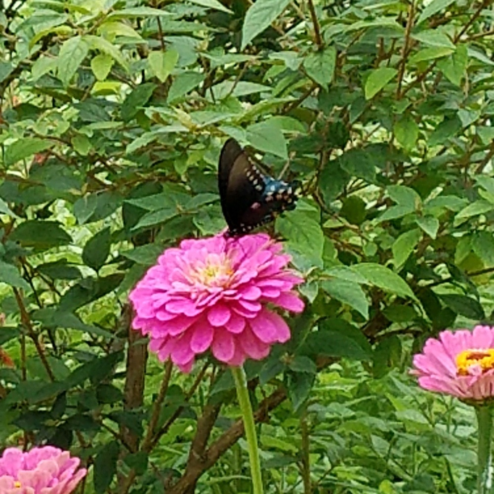 Meet your Posher, Delilah